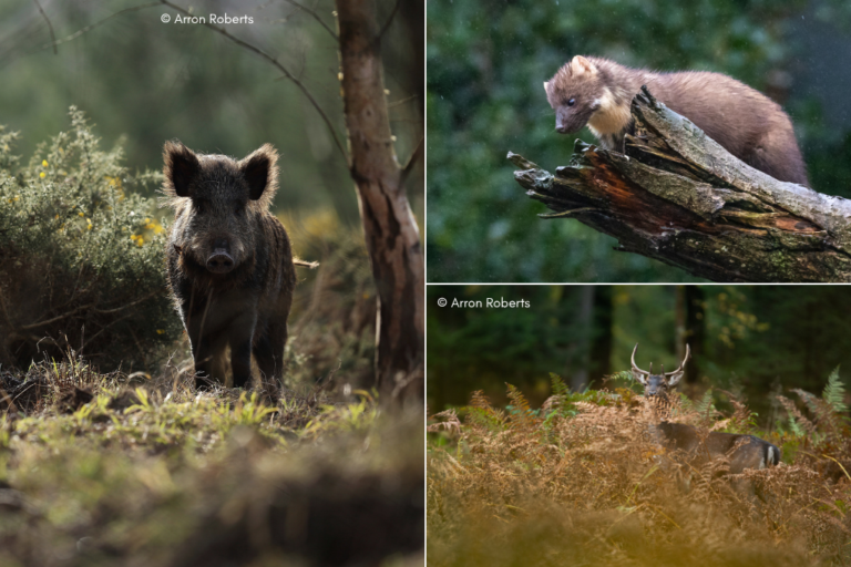 Wild Boar & Fallow Deer photos from Arron Roberts. Pine Marten photo