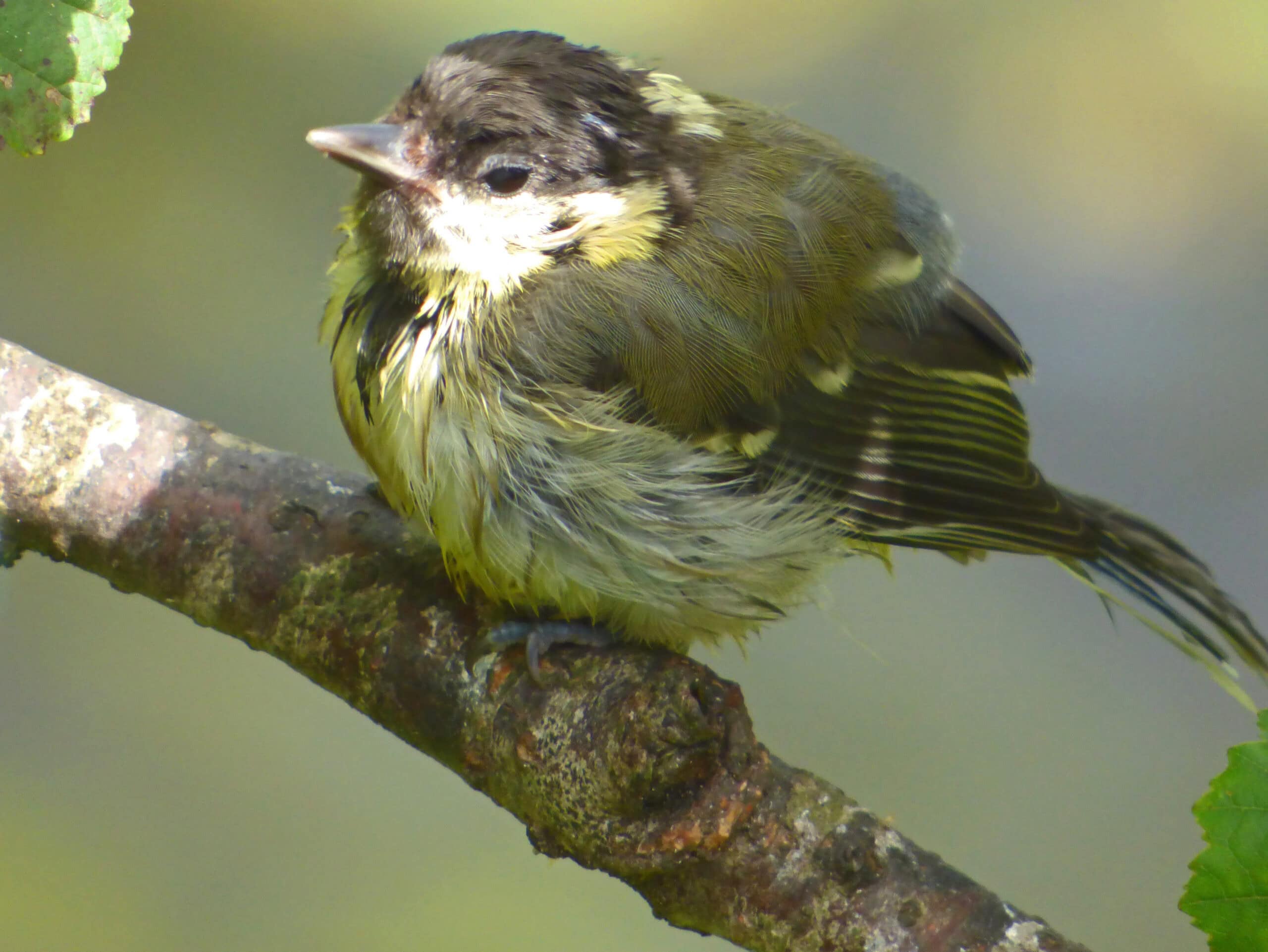 Great tit fledgeling fresh from the nest perched on a branch in the sunshine