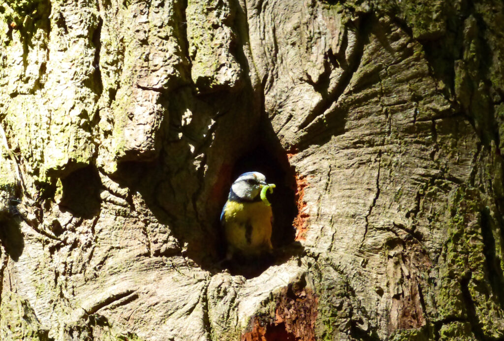 Blue tit outside a nesting hole in a tree carrying a green caterpillar