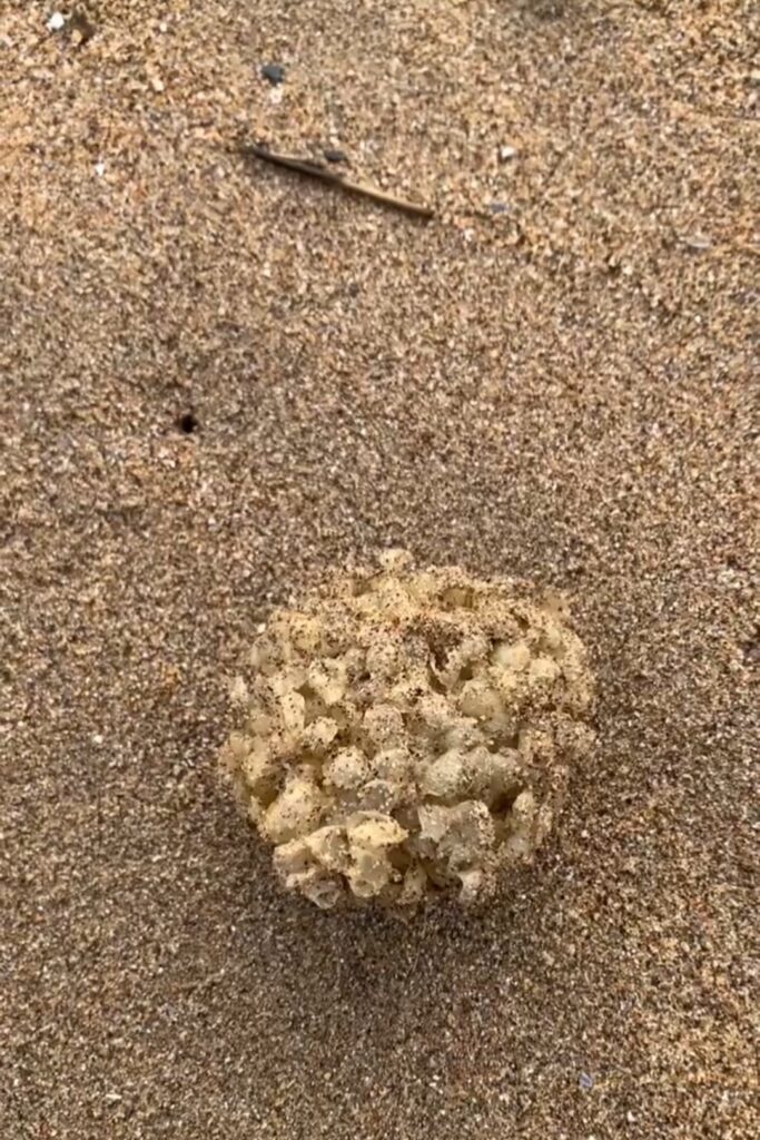 Whelk Egg Capsule on the beach in the strandline