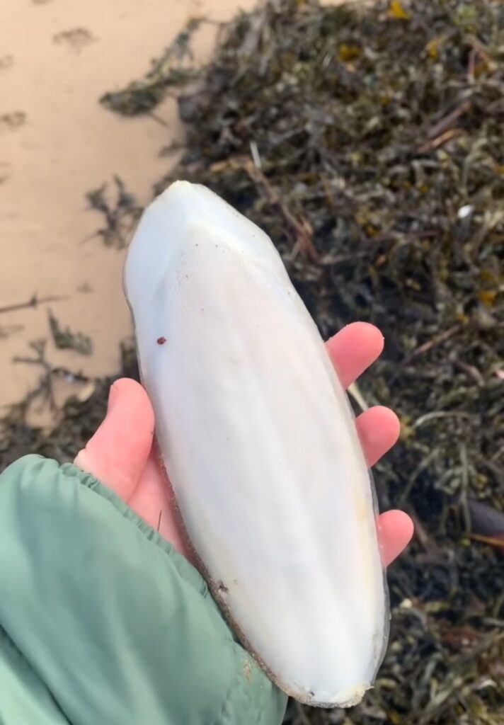 Cuttlefish bone found on the strandline