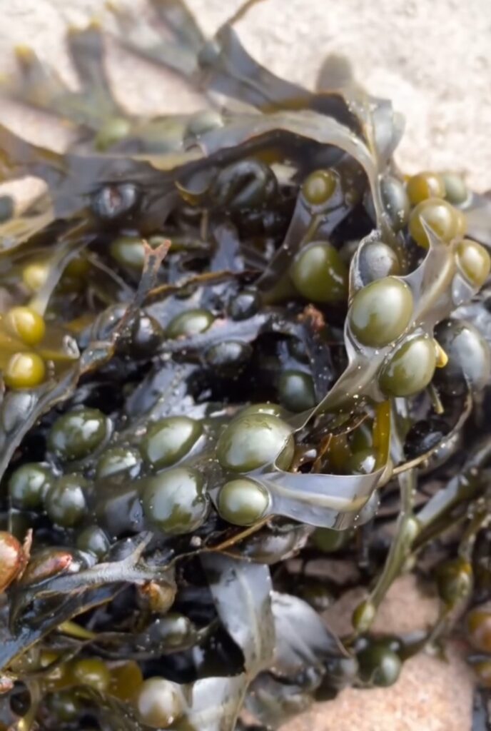 A picture of Bladderwrack seaweed
