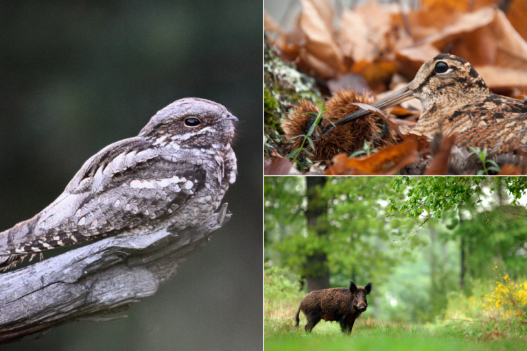 Nightjar & Nocturnal Wildlife Walk – Forest of Dean