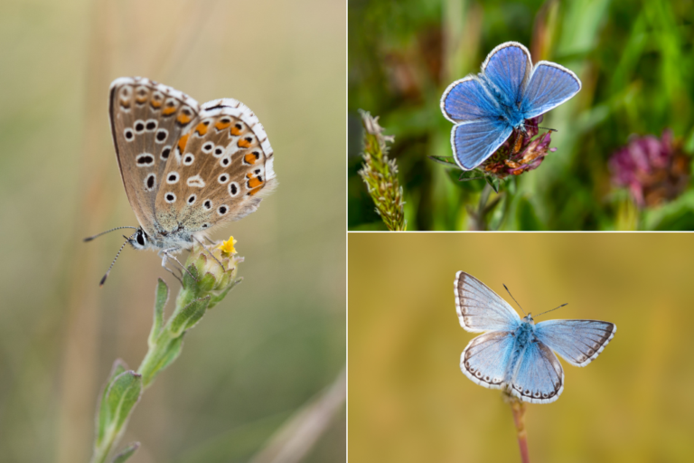 Images of butterflies of blue: Somerset including Adonis Blue,