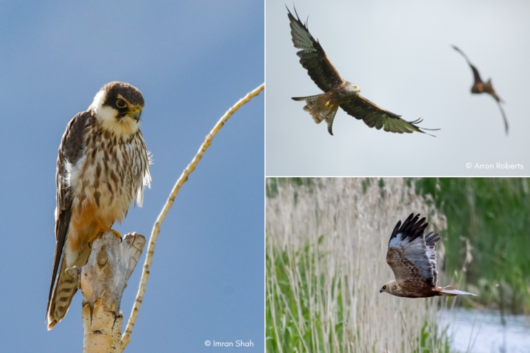 Photographs of Raptors of the Somerset Plains including: Hobby, Red Kite, and a Marsh Harrier