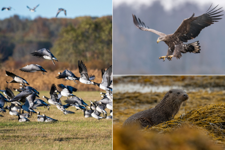 Tours for Two: Eagles & Geese on Islay