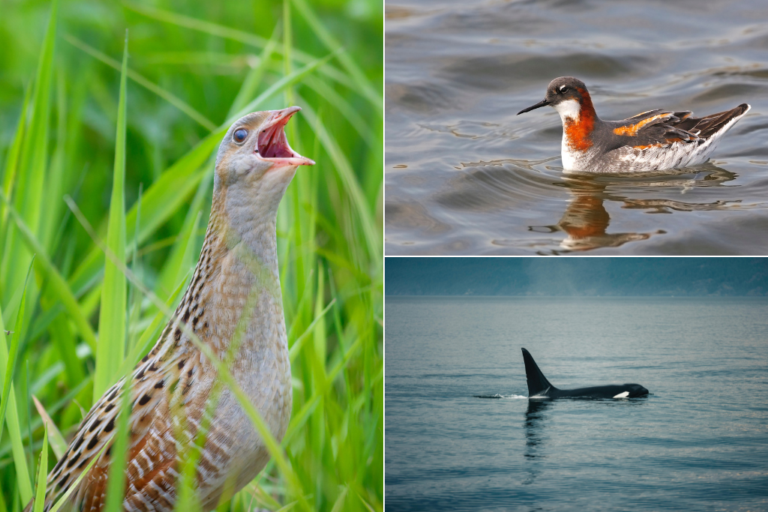 Tours for Two: Late Spring on the Outer Hebs