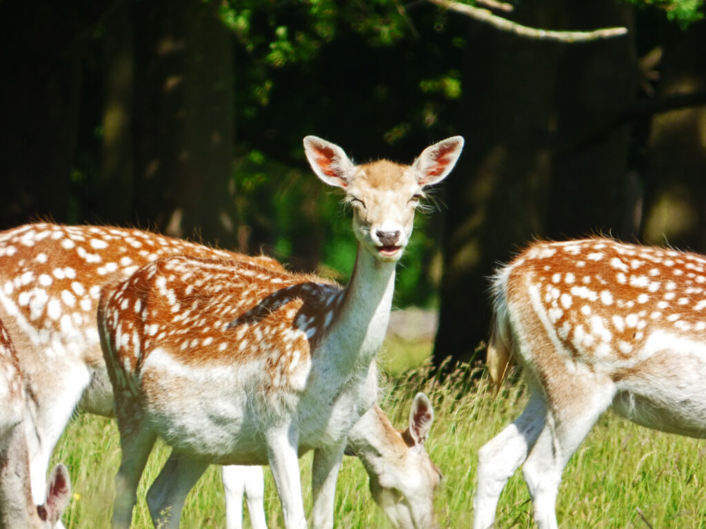 Fallow deer doe keeping cool in the summer with a fresh coat molt