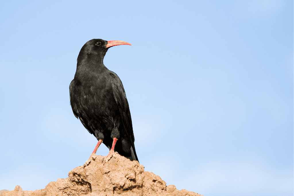 a chough that you can see on a wild experiences cornwall winter birding anniversary wildlife tour
