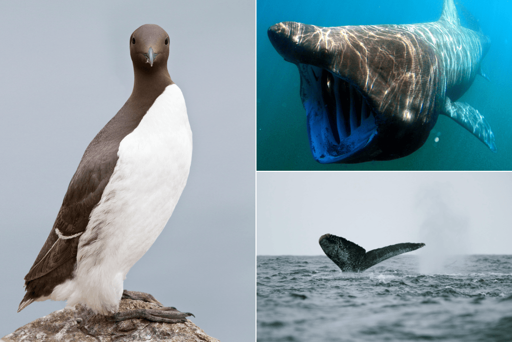 guillemot, basking shark and humpback whales you can see in cork on an wild experiences anniversary wildlife tour