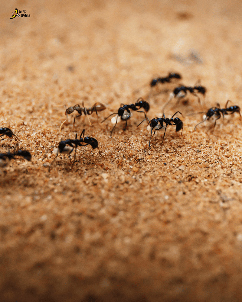 Desert ants keeping cool in hot temperatures, adaptations have helped nasa with new technology