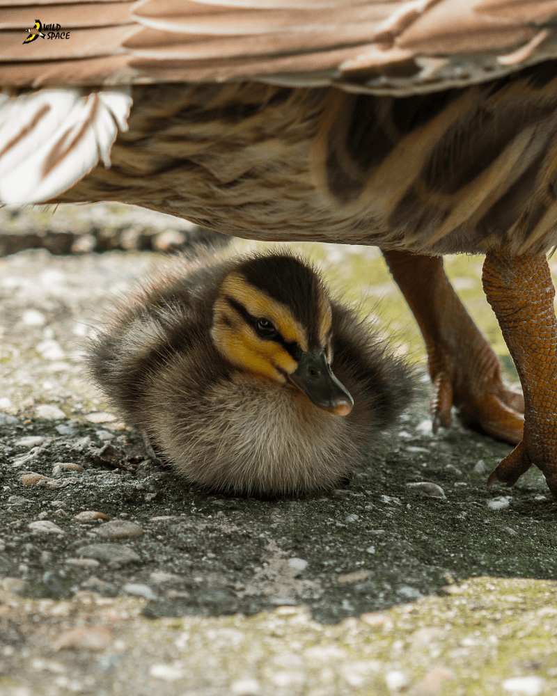 Duckling sits under the shelter of its mother's wings to keep out of the head of the sun on a hot summer's day