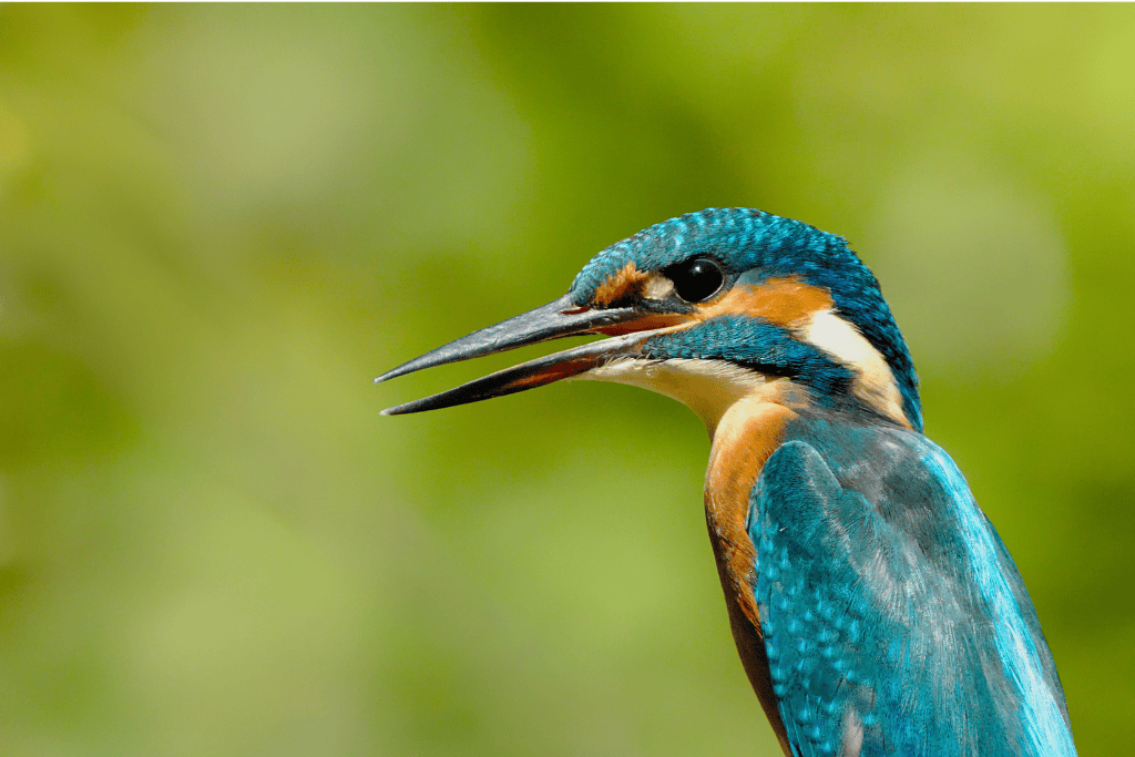 kingfisher seen on the river wye on a forest of dean birthday wildlife tour