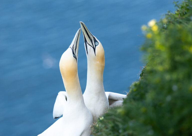 2 gannets on bempton cliffs on a WildSpace Tour for Wild Experiences