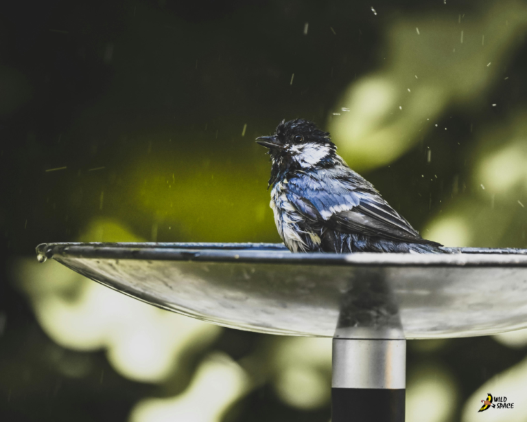 Bird in a birdbath, advice on how to help wildlife stay cool in the summer
