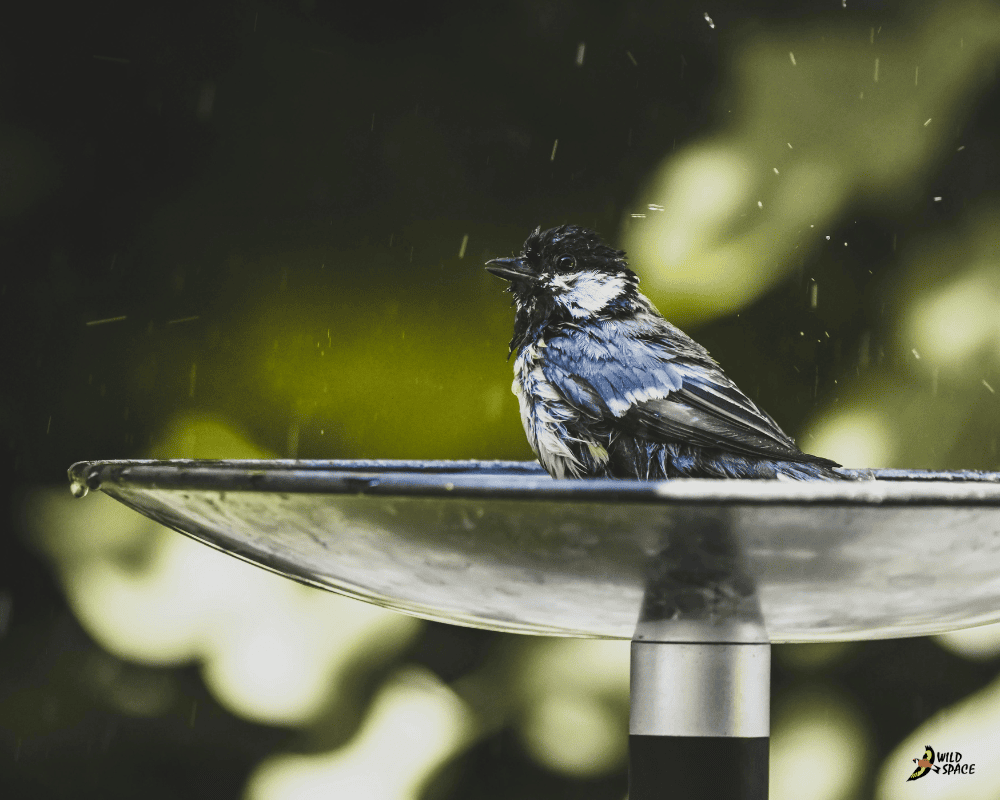 Bird in a birdbath, advice on how to help wildlife stay cool in the summer