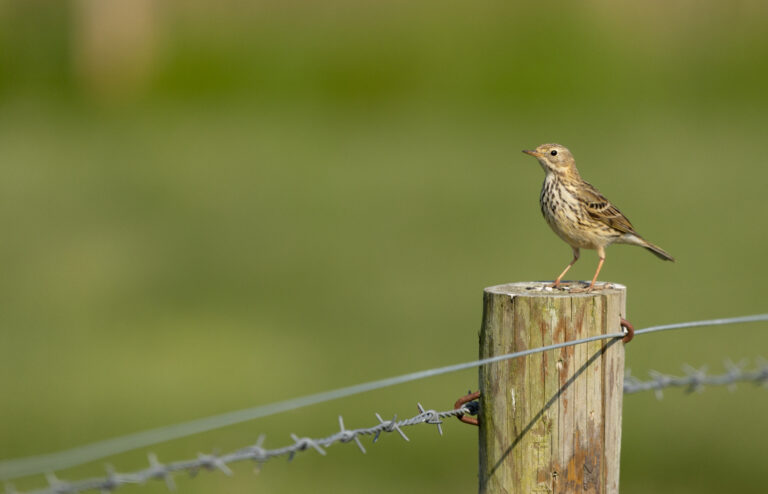 Meadow Pipit on birthday wildlife tours with wild experiences