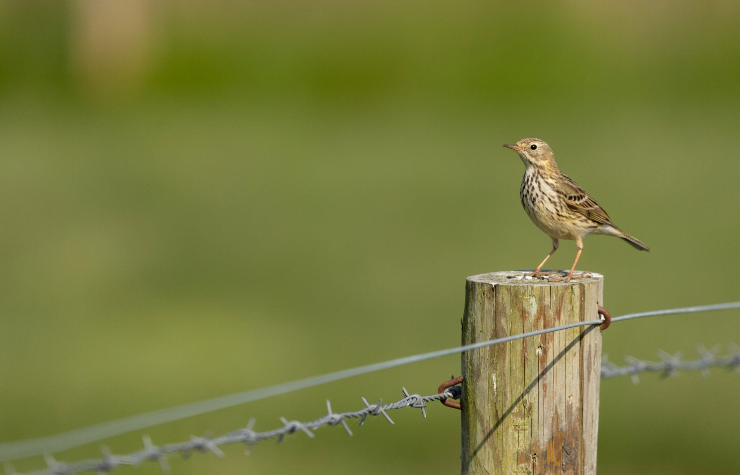 Meadow Pipit on birthday wildlife tours with wild experiences