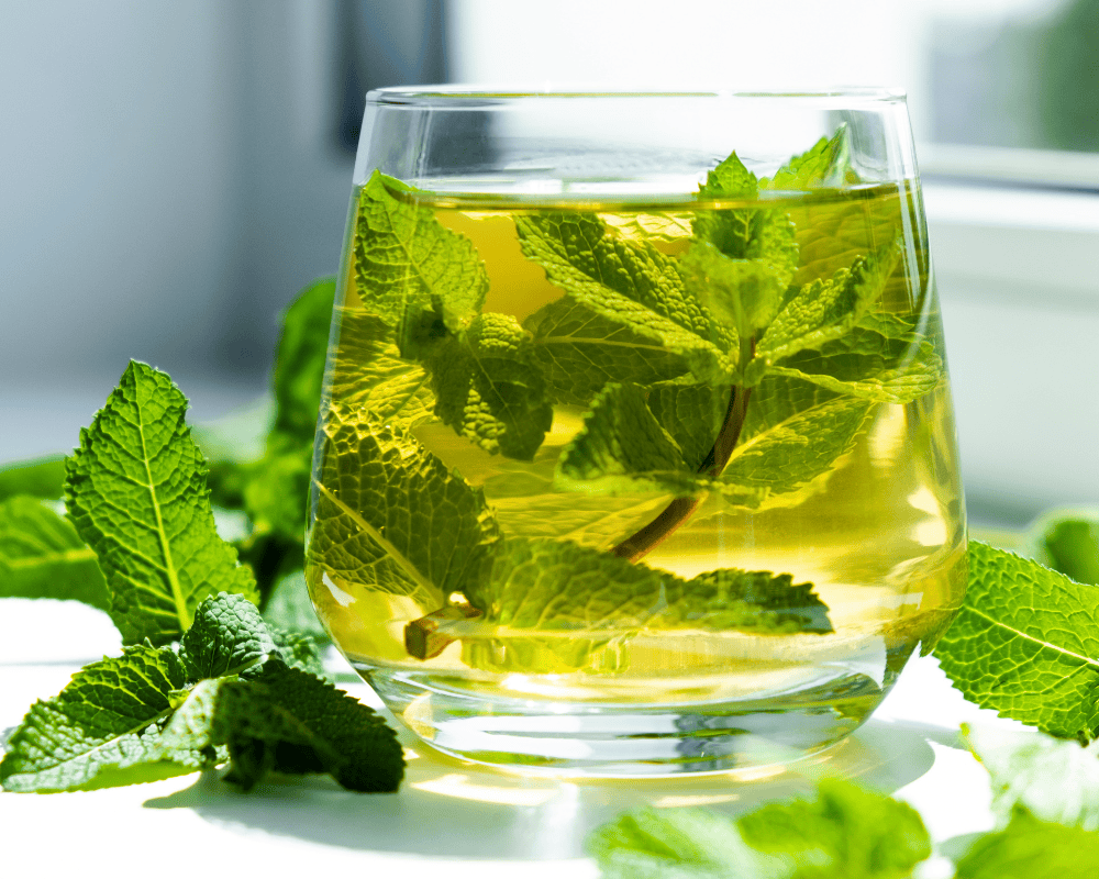 Fresh mint tea with freshly cut leaves from a mint plant in a clear mug