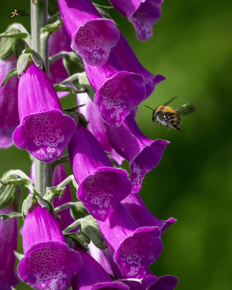 Purple foxglove in a UK garden with a bee flying into one of the flowers. These have been planted to help wildlife stay cool in the summer