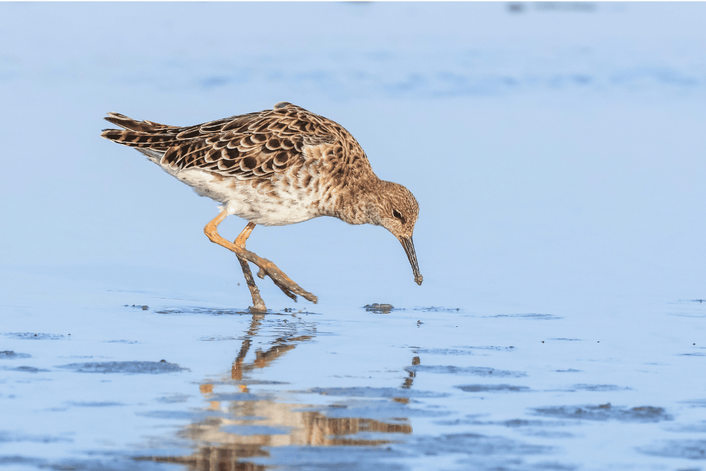 Wading bird searching for food in shallow water during wildlife tour.