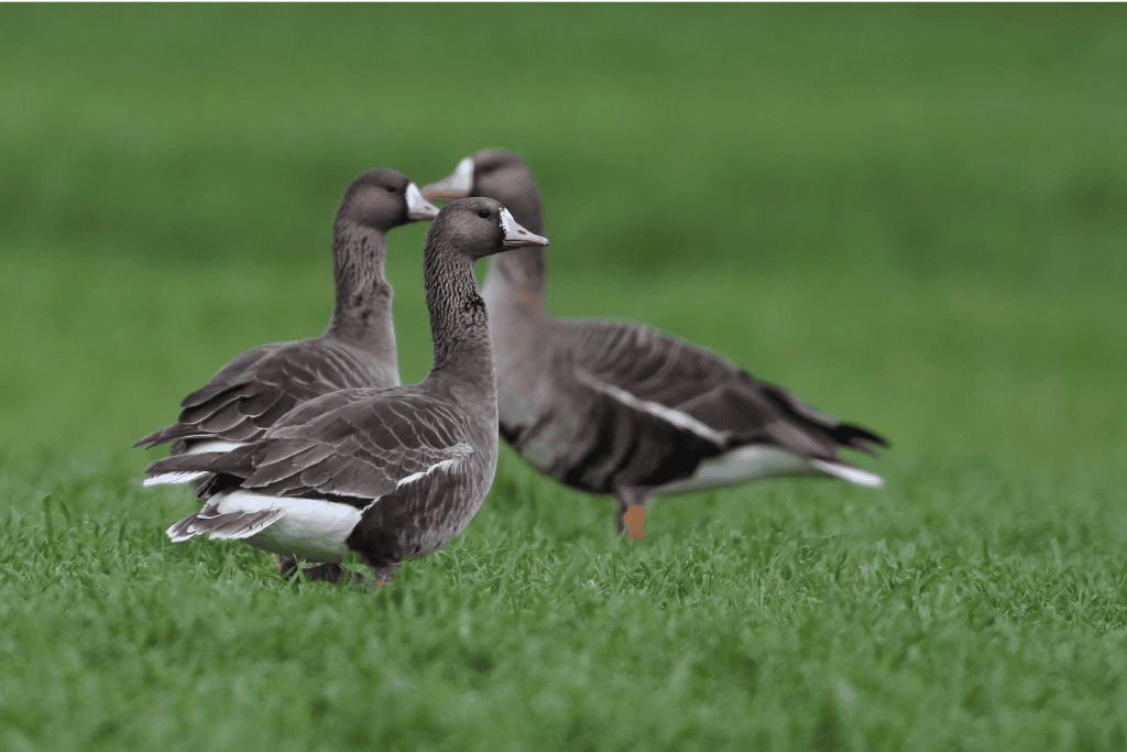 white-fronted geese on Islay