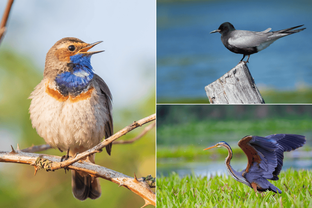 a selection of species you can see on an anniversary wildlife tour with wild experiences