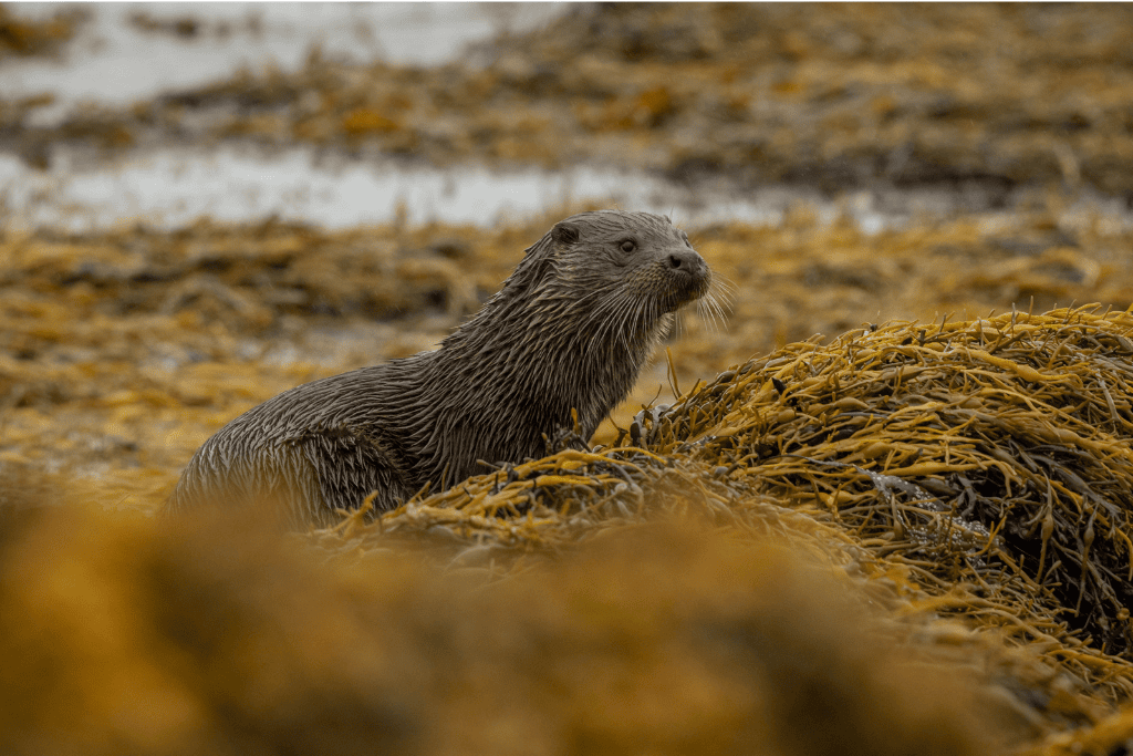 otter on islay for birthday wildlife tour
