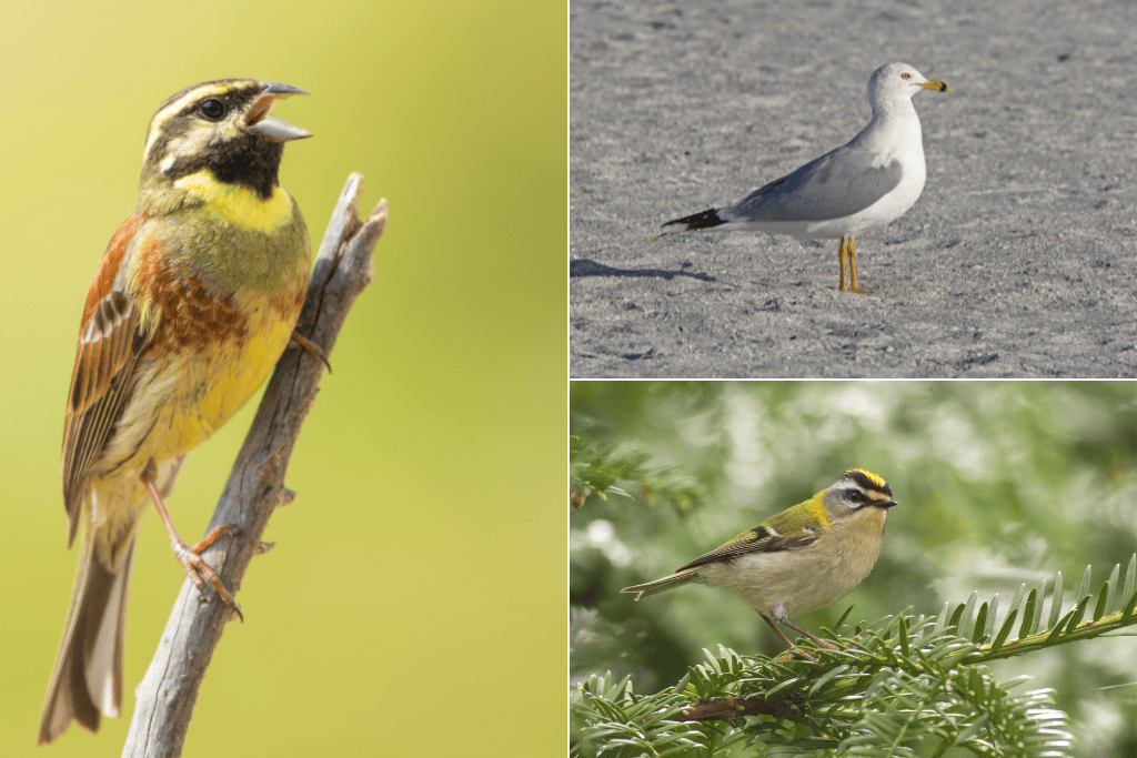 a selection of birds, cirl bunting, ring-billed gull and firecrest that you can see on cornwall winter birding anniversary wildlife tour