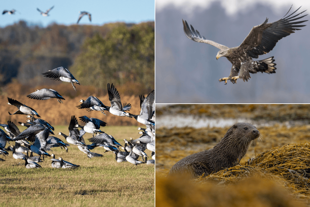 white-tailed eagle, barnacle geese and otter can be seen on Islay on a birthday wildlife tour with wild experiences