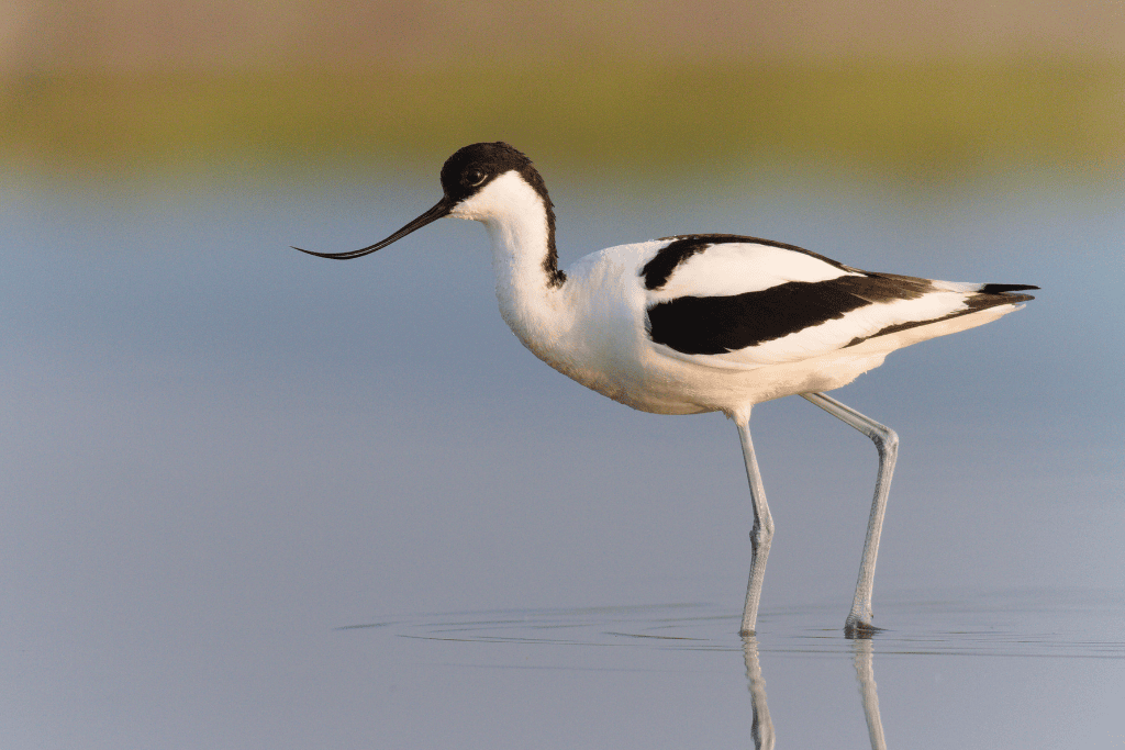 an avocet in east anglia you can see on a wild experiences anniversary wildlife tour