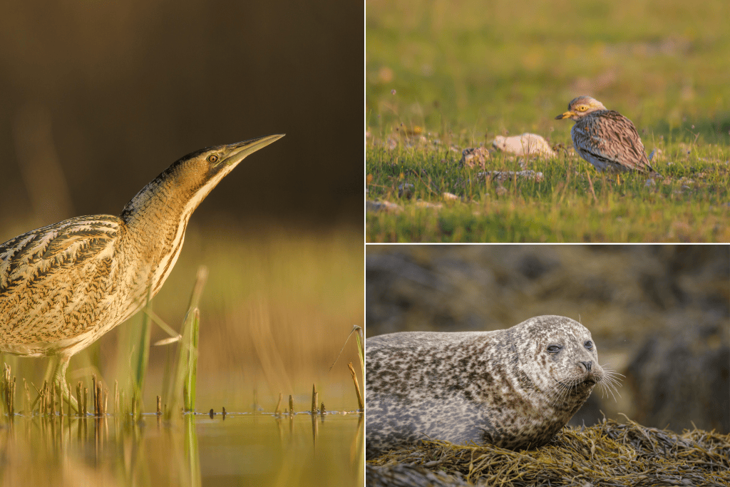 a selection of species, bittern, stone curlew and seal, that you can see on a wild experiences trip to east anglia on an anniversary wildlife tour