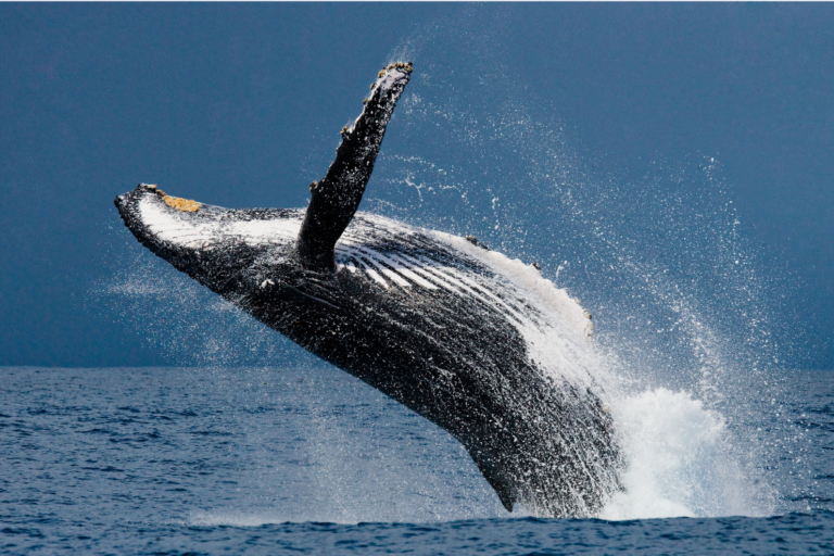 humpback whale you can see on a wild experiences trip to scilly on an anniversary wildlife tour