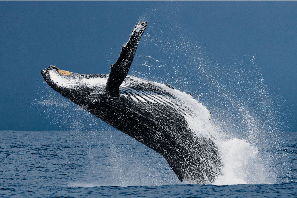 humpback whale you can see on a wild experiences trip to scilly on an anniversary wildlife tour