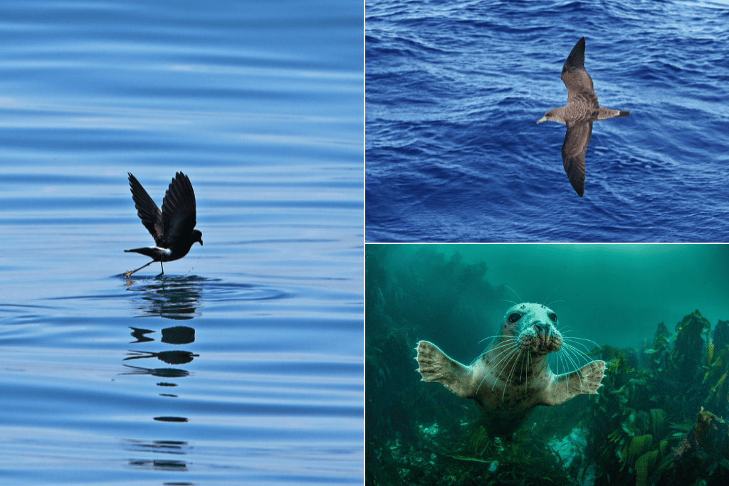 a selection of species you can see on a wild experiences trip to scilly on an anniversary wildlife tour