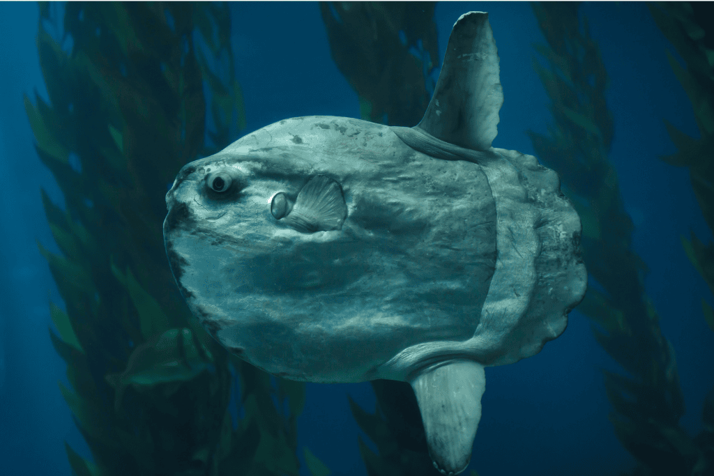 Sunfish on a Cork's sharks and cetaceans tour 