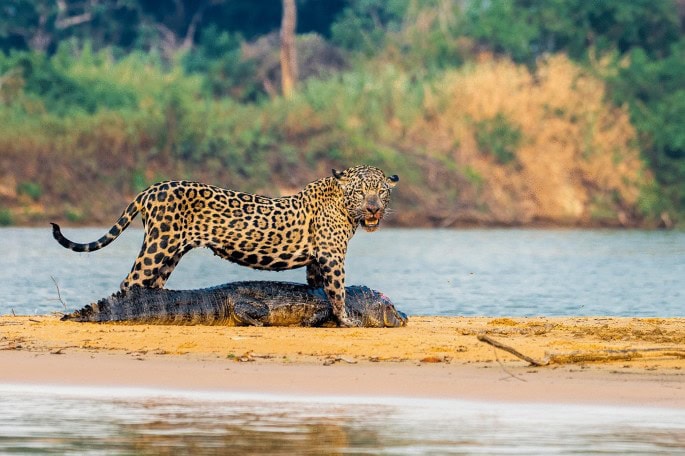 Ultimate Southern Pantanal Experience