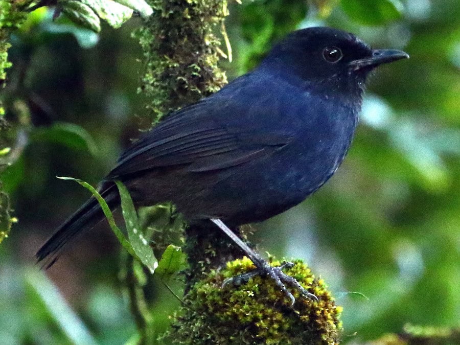Sri Lankan Bird Exclusive