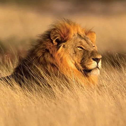 Global Wildlife Tours wildspace project