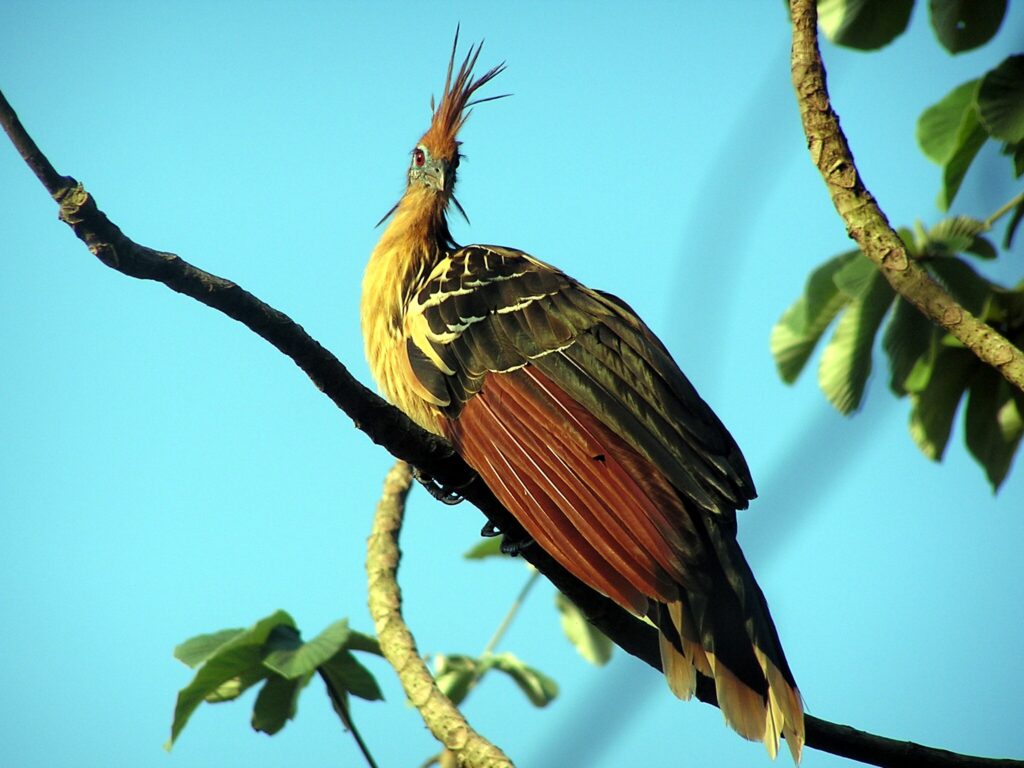 A Hoazin in Guyana's Wildlife & History tour