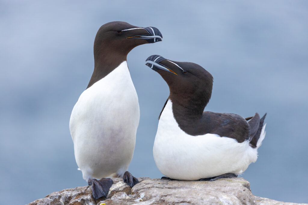 Razorbills on North Wales Wild Experiences tour