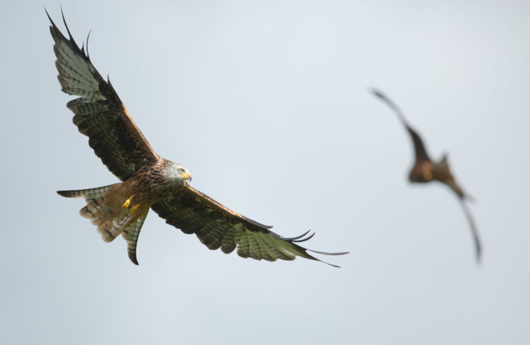 Red Kite in north wales by arron roberts