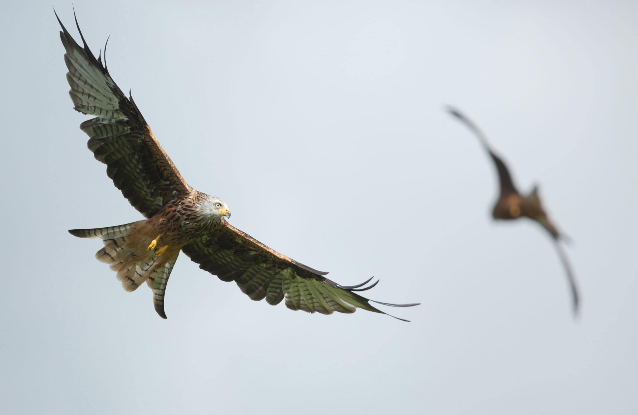 Red Kite in north wales by arron roberts