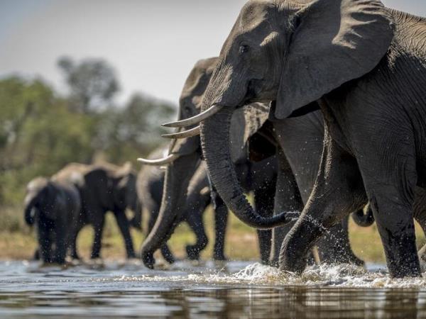 Elephants on tanzania honeymoon wildlife tour