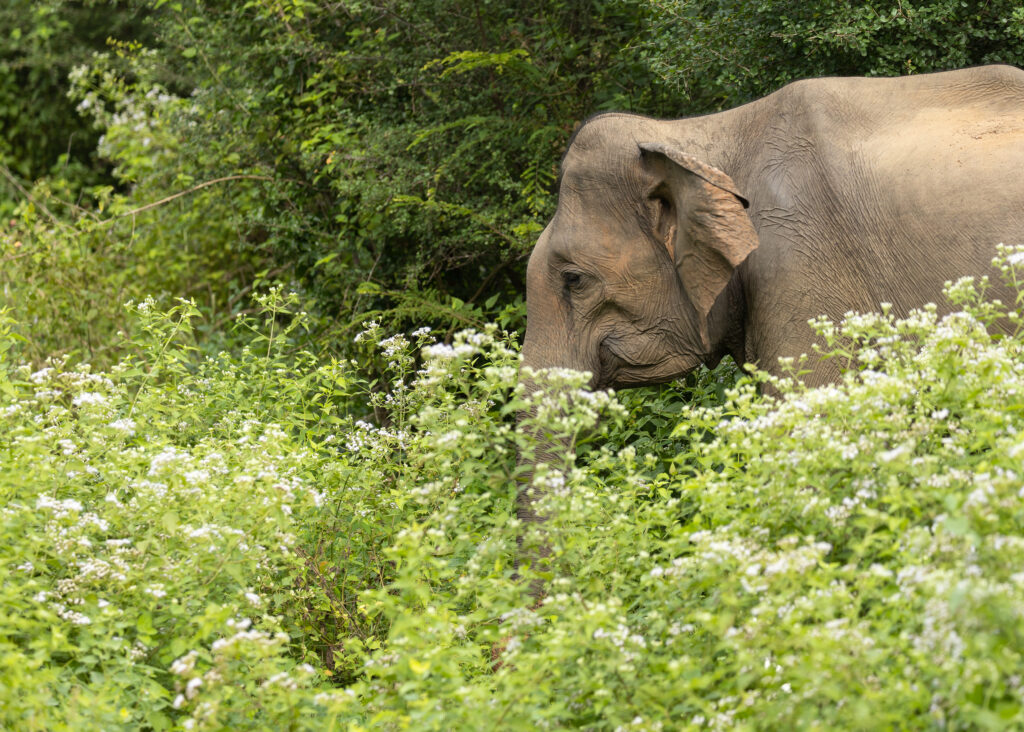 Elephant on Sri Lanka Bird Exclusive
