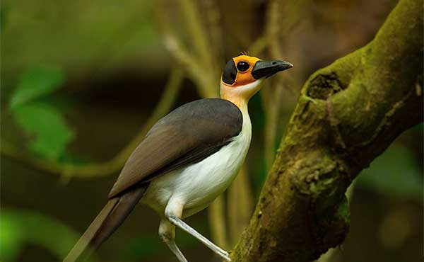 Yellow-headed Picathartes on 10-Day Ghana Birding Nature and Culture Tour