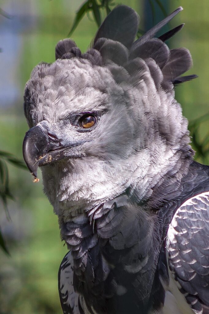 A Harpy Eagle on Guyana's Wildlife & History tour