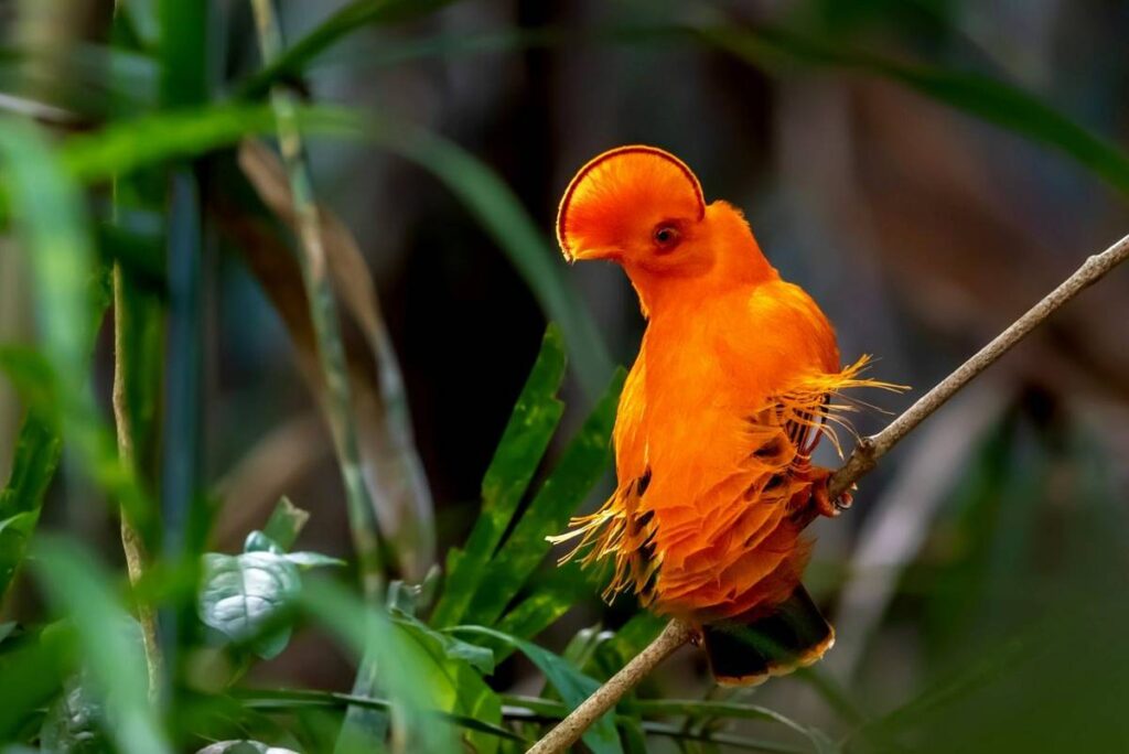 Cock-of-the-rock  on Guyana's Wildlife & History tour
