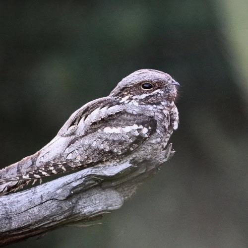 species-experiences-wildspace-project-wild-experiences