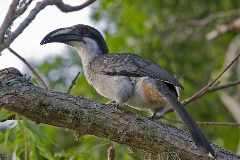 11-Day Sri Lankan Bird Exclusive
